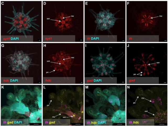 Un 'cervello a corpo intero' sorprendentemente simile a un vertebrato scoperto nei ricci di mare