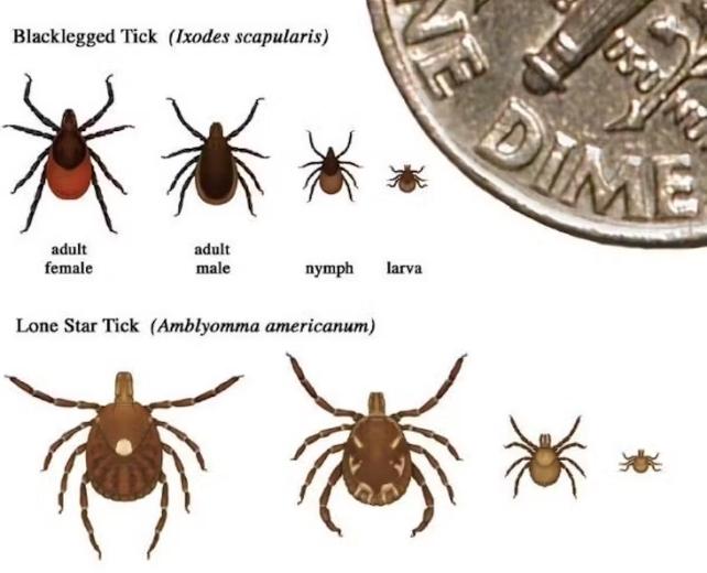 Grafico che mostra l'aspetto dei diversi generi e stadi di vita delle zecche associate all'allergia alla carne negli Stati Uniti