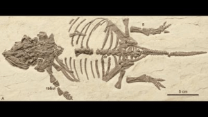 un piccolo fossile di un neonato ankilosauro