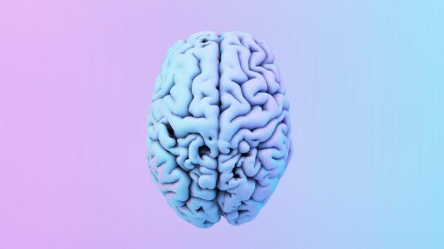 Cervello blu su sfondo rosa e blu