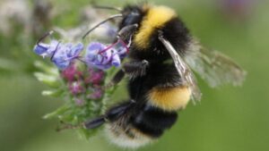 Gli scienziati hanno addestrato le bombi a comprendere una forma di codice Morse