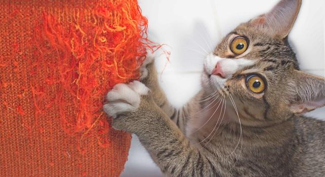 gatto che graffia i mobili