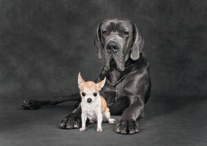 Cane grande e cane piccolo, Alano e Chihuahua, in uno studio
