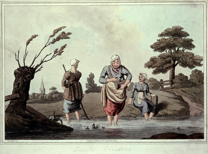 Una litografia a colori del XVIII secolo che mostra tre sanguisughe vestite da dottori che esaminano un grillo seduto su una poltrona. Uno dei dottori sanguisughe sta controllando il polso del grillo, mentre gli altri due osservano. La sanguisuga dice: C'è ridondanza di sangue e umori, ti faremo sanguinare domani, fino ad allora, molto poco cibo.