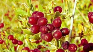 bacche rosse su un cespuglio