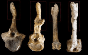 Vertebre di hadrosauro che mostrano lesioni sessuali