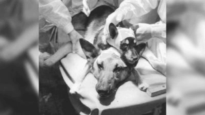 foto in bianco e nero di un cane con la testa di un altro cane trapiantata su di esso, ancora sul tavolo immediatamente dopo l'intervento chirurgico