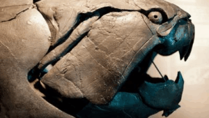 il fossile di dunkleosteus ha un grande cranio osseo