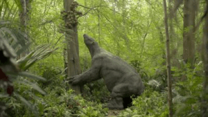 eremotherium che raggiunge un albero per frutti di cannonball