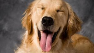 cane felice