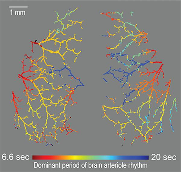 Gli scienziati trovano un legame inaspettato tra i ritmi nascosti nell'intestino e nel cervello