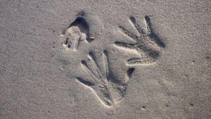 tre impronte di mano nella sabbia; due sono di dimensioni adulte, l'altra è di dimensioni infantili