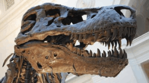 fa causa al t rex scheletro che mostra che il t rex aveva 50-60 denti