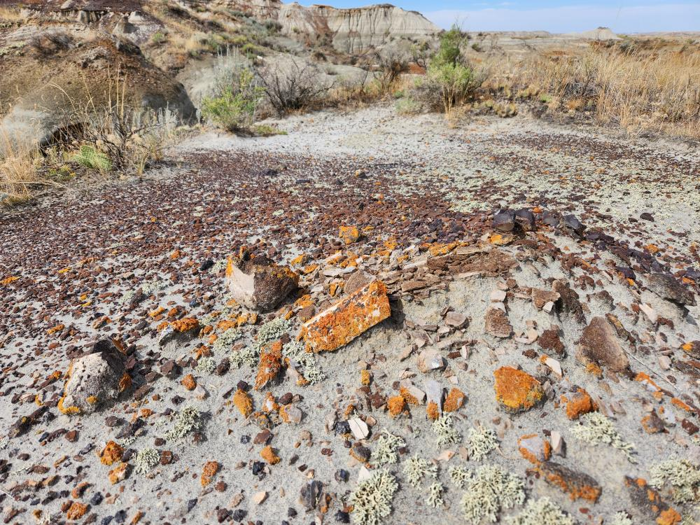 i licheni arancioni crescono su fossili di dinosauri esposti ma non sulle altre rocce