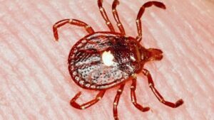 Primo decesso confermato da allergia alla carne trasmessa da zecche provoca avvertimenti
