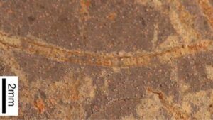 una sottile striscia di celle quadrate per una catena tra una roccia. Quello è il fossile.