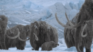 una famiglia di mammut lanosi in piedi nella neve