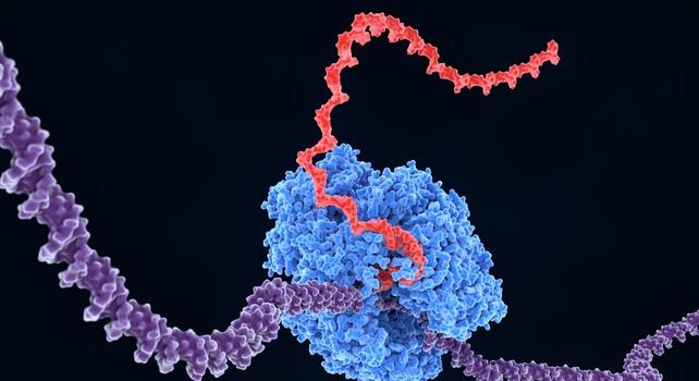 illustrazione mRNA