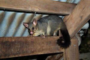 opossum che si tiene a una trave di legno