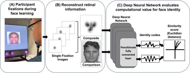 Sintesi passo dopo passo del processo di apprendimento dei volti, ricostruzione della retina tramite software di tracciamento dello sguardo e valutazione della rete neurale dell'identità del volto.