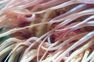 Un anemone di mare.