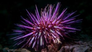 Una scoperta scioccante rivela che i ricci di mare sono fondamentalmente 'tutto cervello'