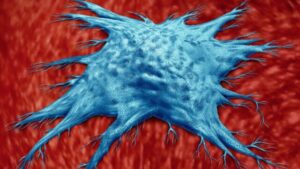 Gli scienziati hanno scoperto un tipo speciale di cellula immunitaria che rallenta l'invecchiamento