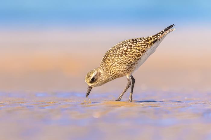 Plover che tira fuori un verme dalla sabbia con il suo becco