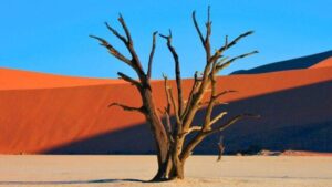 Un albero morto in un deserto con arancione e blu audaci sullo sfondo, dando una sensazione di calore