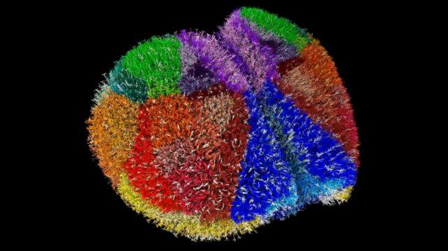 BrainNeurons-model-642x361-1.jpg