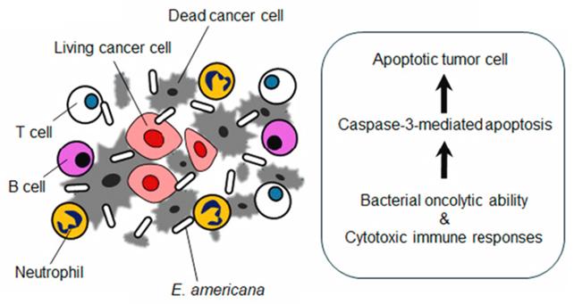Diagramma del trattamento del cancro