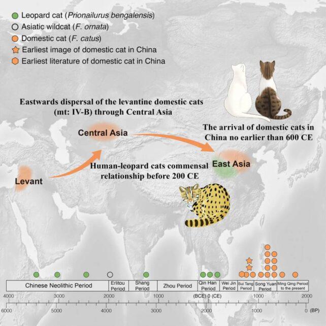 I gatti domestici nell'antica Cina erano una specie completamente diversa, studio sul DNA