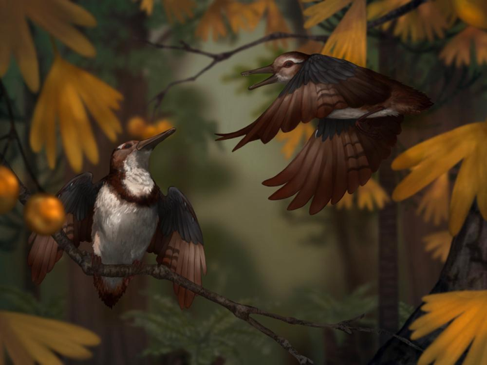 Ricreazione realistica di Chromeornis funkyi, è un uccello marrone con un petto bianco