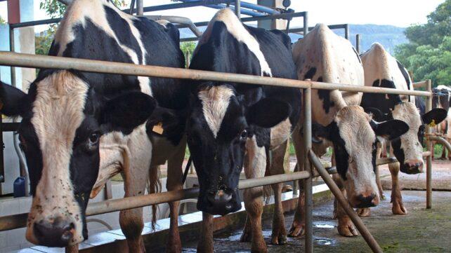 Multiple mucche in una fattoria di latte