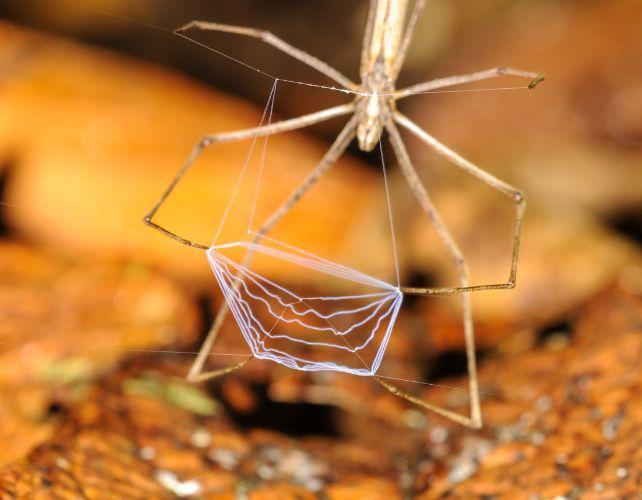 Foto premiata spiega come questo ragno 'avvolge' la sua preda