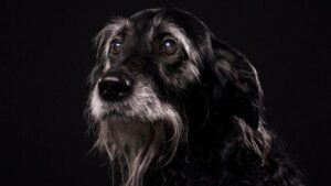 La demenza nei cani è più comune di quanto tu possa pensare. Ecco cosa tenere d'occhio.