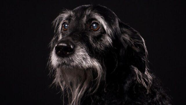 DoggyDementia-642x361-1.jpg