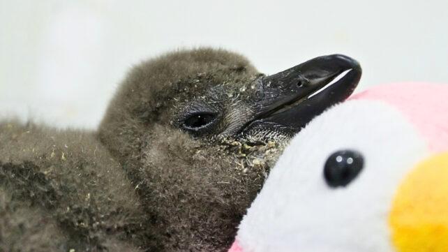 62.000 pinguini sono morti di fame al largo della costa del Sudafrica nell'ultimo decennio. Ecco perché.