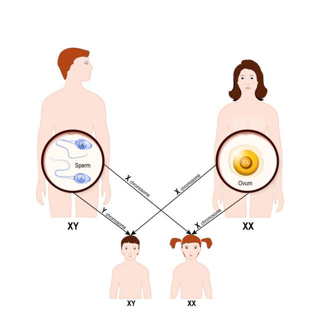Eredità genetica negli esseri umani