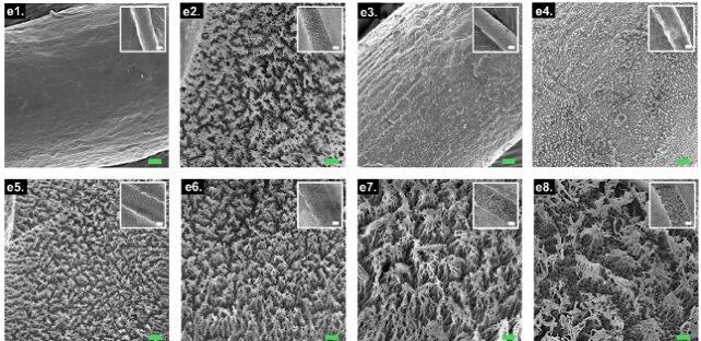 Pannello di immagini che mostra la struttura microscopica dei campioni di tessuto trattati e non trattati.