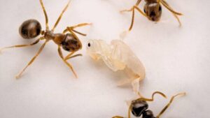 formiche adulte che circondano una pupa