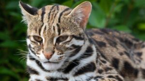 Il DNA rivela che i gatti nell'antica Cina erano una specie completamente diversa