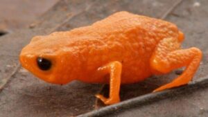 Nuova specie di piccolo rospo zucca scoperta nelle foreste nuvolose del Brasile