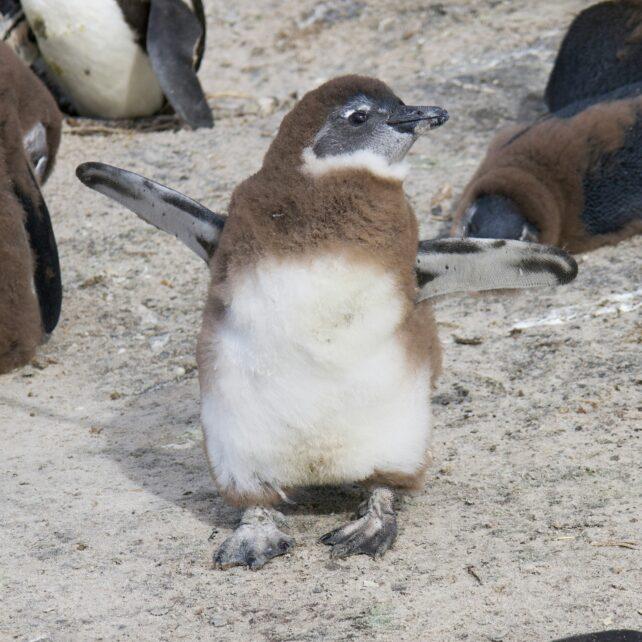 62.000 pinguini sono morti di fame al largo della costa del Sudafrica