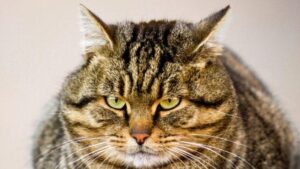 Un primo piano di un gatto tabby grasso, che sembra un po' imbronciato