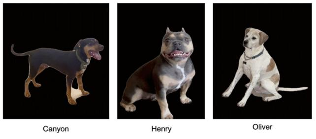 tre cani, ciascuno mostrato individualmente su uno sfondo nero. sotto ogni immagine c'è il nome del cane: canyon, henry e oliver.