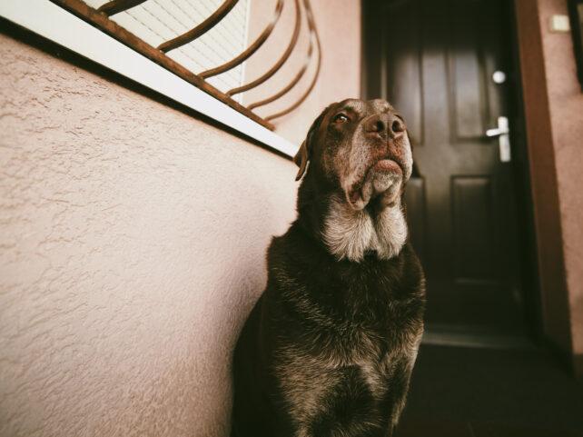 Cane anziano con pelo grigio seduto davanti a una porta nera guardando verso l'esterno.