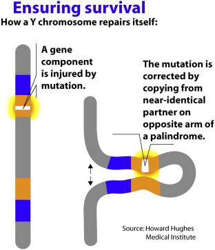 Riparazione del cromosoma Y