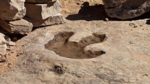 18.000 tracce scoperte nel più grande sito di impronte di dinosauri del mondo