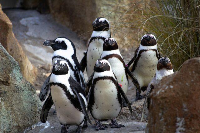 Cinque pinguini africani bianchi e neri sulla terra